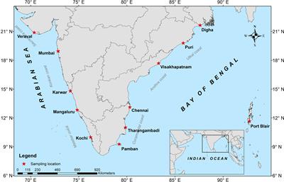 Resolved and Redeemed: A New Fleck to the Evolutionary Divergence in the Genus Scomberomorus Lacepède, 1801 (Scombridae) With Cryptic Speciation